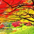 Autumn in Japanese Garden