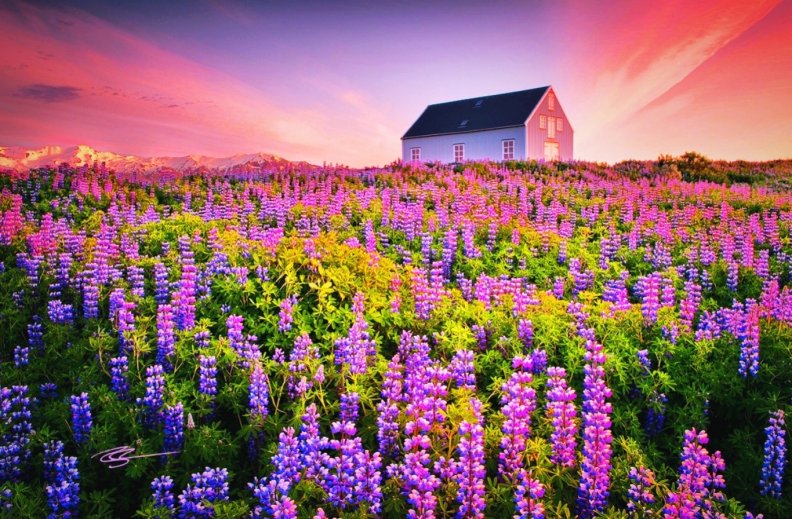 sea_of_lupines_at_230am_iceland.jpg