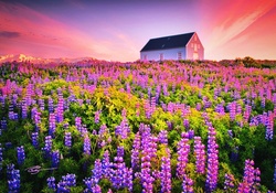 Sea Of Lupines At 2:30am, Iceland