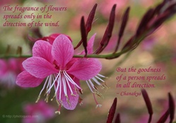 The Fragrance of Flowers
