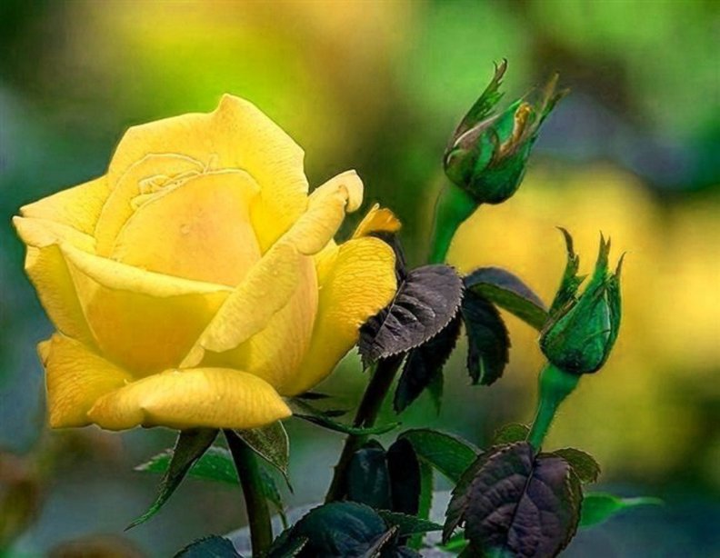 yellow_rose_with_buds.jpg