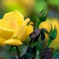 Yellow Rose with Buds