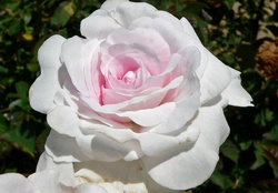 Rosa PomPon Blanc Perfait