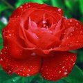 Summer Red Rose