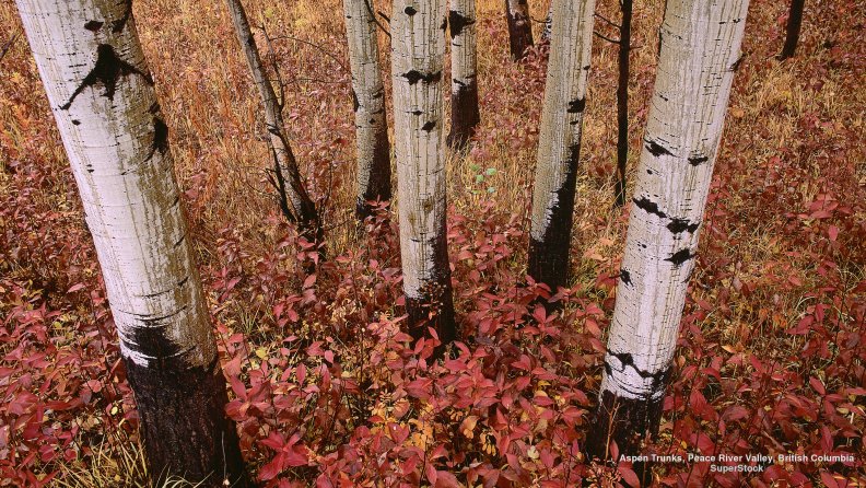 birch_trees_in_autumn.jpg