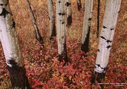 Birch Tree's in Autumn