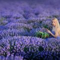 Beauty in a field of lavender