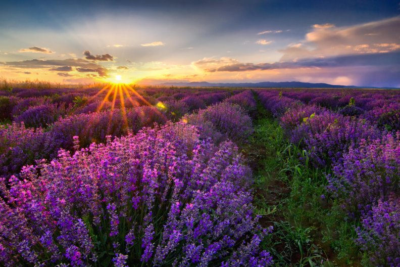 lavender_sunset.jpg