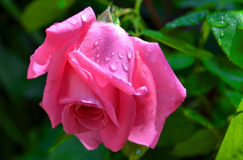 a_rose_after_the_rain.jpg