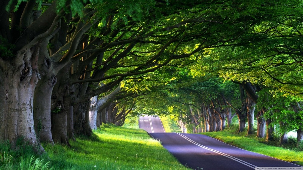 Tree_lined Road