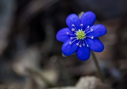 Blue Flower ♥