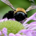 Macro Bee