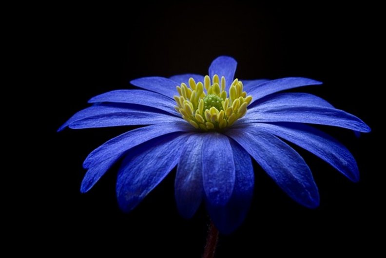 floare_albastra.jpg