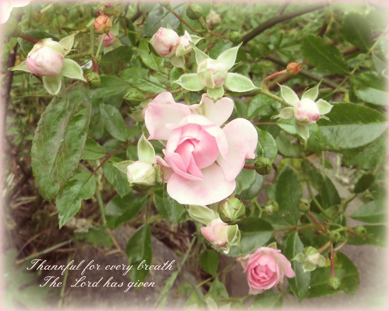 this_is_the_first_year_my_little_rose_bush_has_been_so_beautiful.jpg