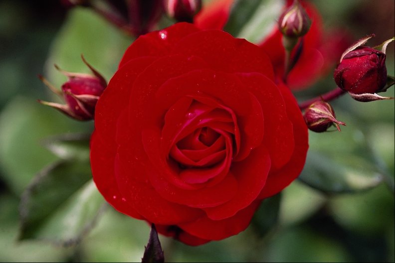 top_view_of_a_red_rose.jpg