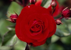 Top View of a Red Rose