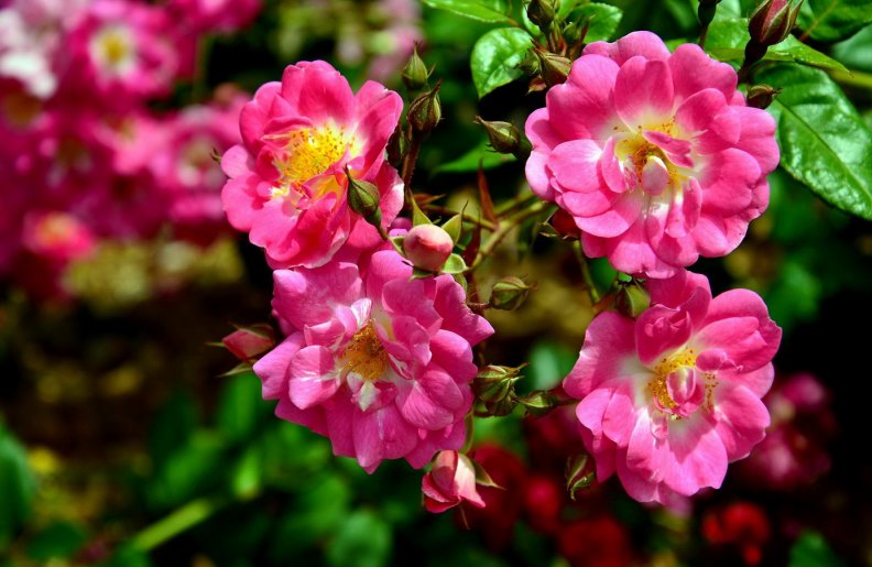 garden_flowers.jpg