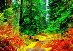 ROAD IN THE BEUTIFUL FOREST