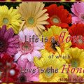 Life is a Flower of which Love is the Honey
