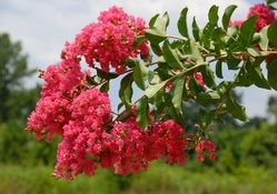 Pink Crepe Myrtle Tree Blossoms