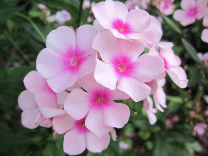 light_pink_flowers.jpg
