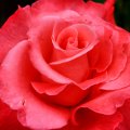 RED ROSE BEAUTY