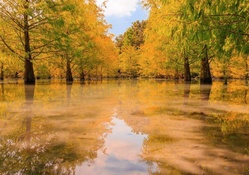 autumn trees reflected in a swamp