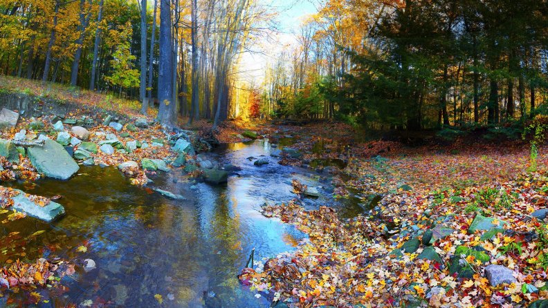 forest_stream_covered_in_autumn_leaves.jpg