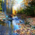 forest stream covered in autumn leaves