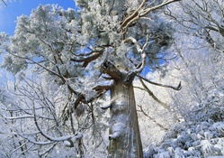 beautiful hillside tree covered in snow