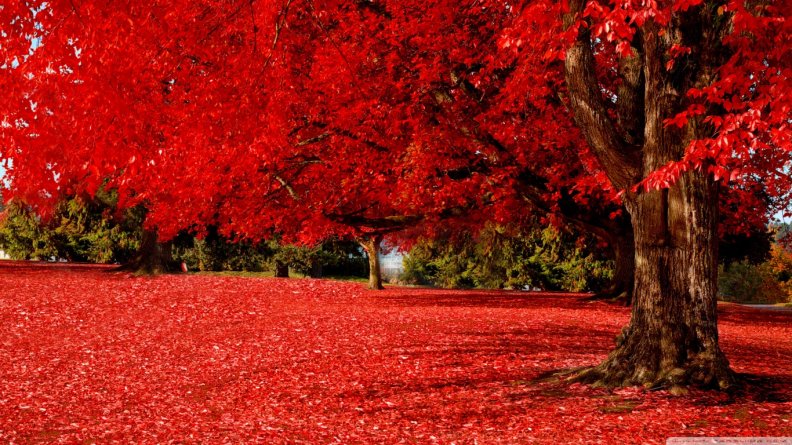 red_autumn.jpg