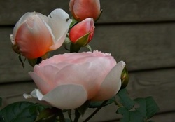 rose buds blooming