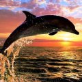Dolphin*s Sunset