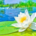 WHITE WATER LILY