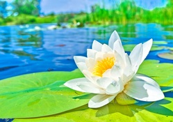 WHITE WATER LILY