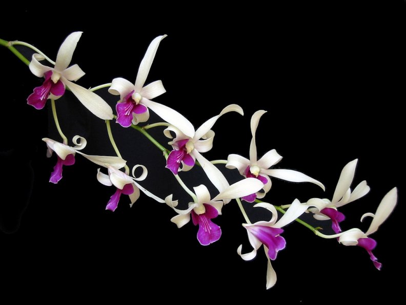 dainty_orchids.jpg