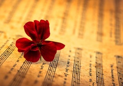 Red Music Flower