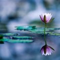 Reflection Water Lily