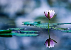 Reflection Water Lily