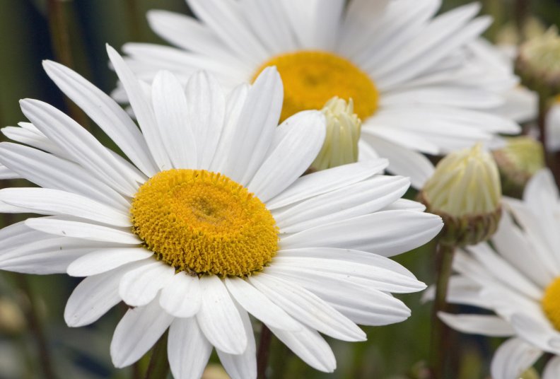 White Daisy Flower