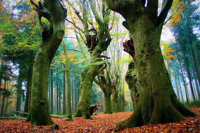 fairytale_trees_dalfsen.jpg