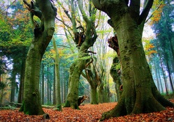 Fairytale Trees, Dalfsen