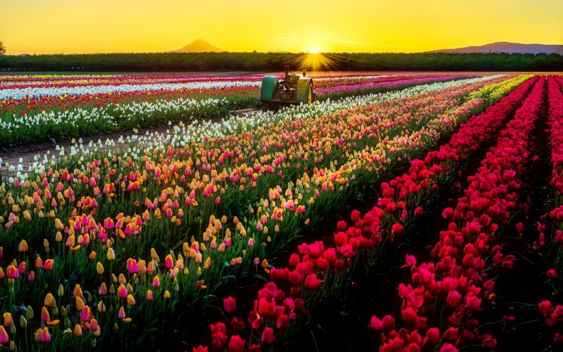 tulips_field_at_sunrise.jpg