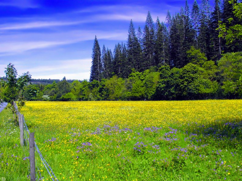 field_with_yellow_wildflowers.jpg