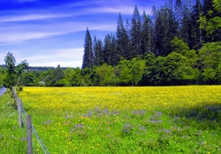 Field with yellow wildflowers