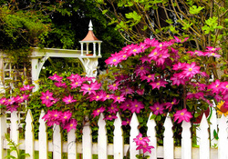 Flowers on the fence