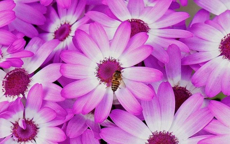 bee_on_purple_flowers.jpg
