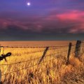 wheat fields under a moon at dusk