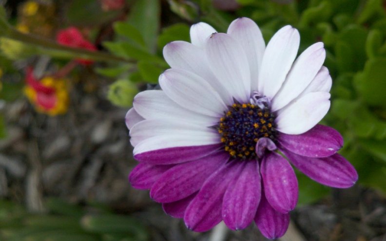 purple_and_white_daisy.jpg