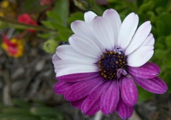 Purple and white daisy